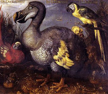 Dodo Ile Maurice